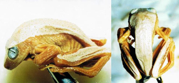 Лягушка Megalixalus fornasinii, фото окраска животных фотография картинка амфибии