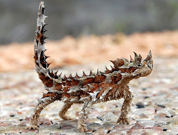  (Moloch horridus),     