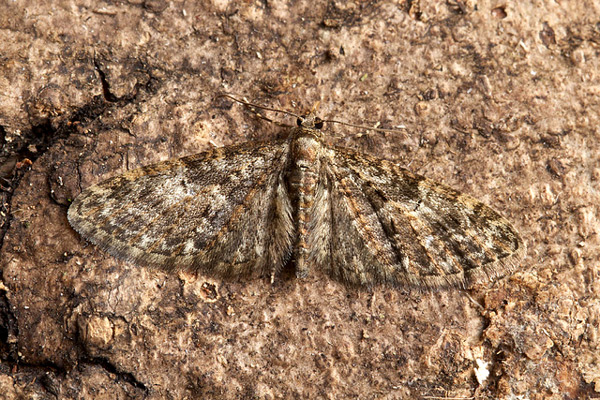  Eupithecia abbreviata,    