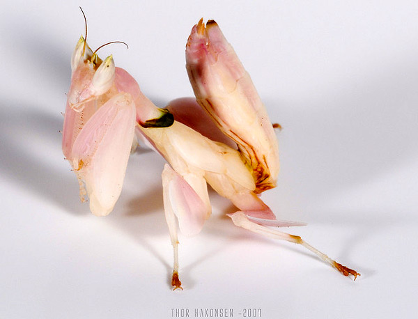    (Hymenopus coronatus),    