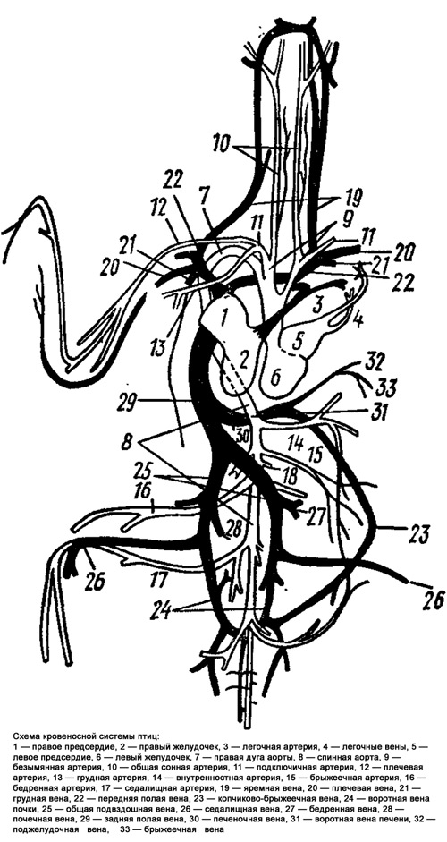 Схема кровеносной системы птиц, рисунок картинка строение животных