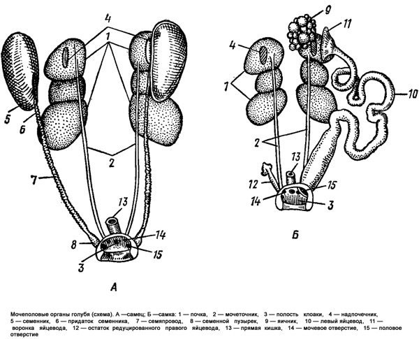 Мочеполовые органы голубя (схема), рисунок картинка 