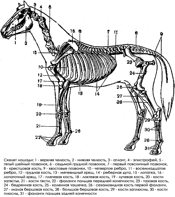 Скелет лошади, рисунок картинка строение животных