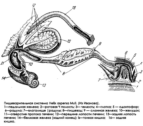    Helix aspersa,    