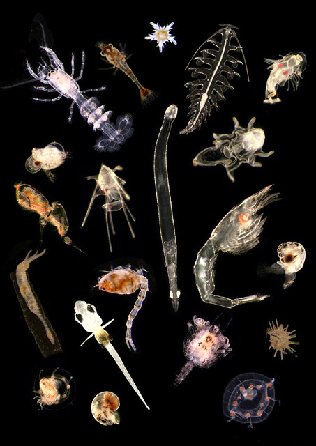Планктон - планктонные растения и животные, фото беспозвоночные фотография картинка