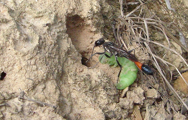   (Ammophila sabulosa),      