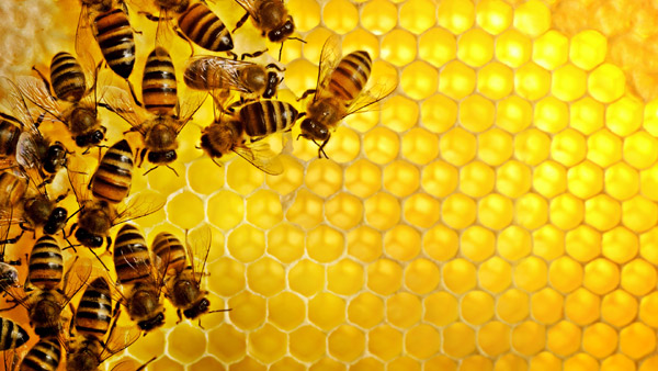 Пчелы на сотах, фото фотография поведение животных картинка