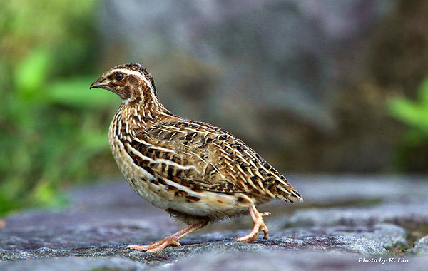   (Coturnix japonica),     