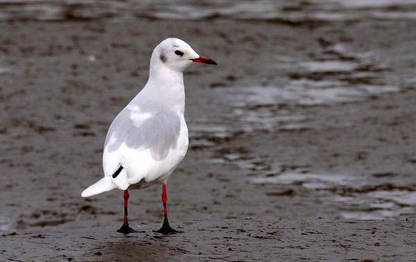   (Larus ridibundus),    