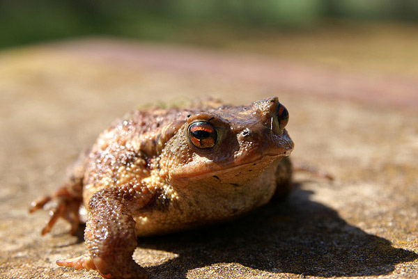   (Bufo bufo),     