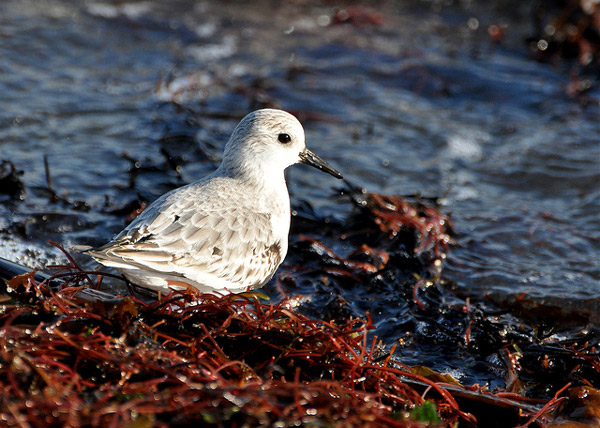  (Calidris alba),    