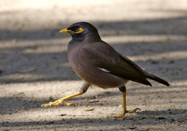  (Acridotheres tristis),     