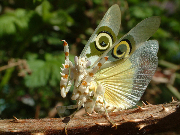   (Pseudocreobotra wahlbergi),  ,    