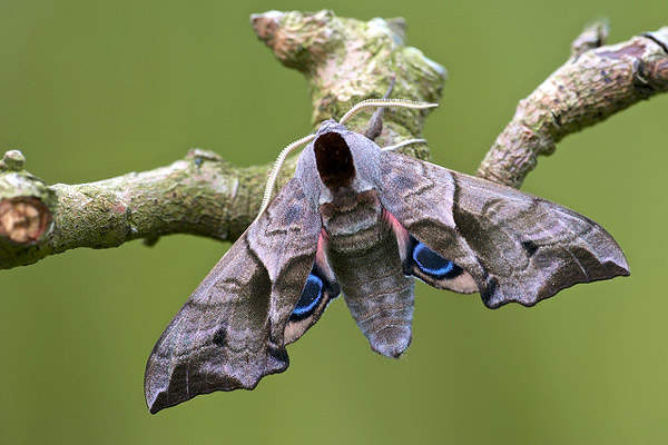   (Smerinthus ocellatus),     