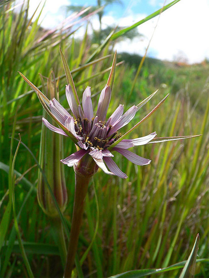   ( Tragopogon porrifolius),     