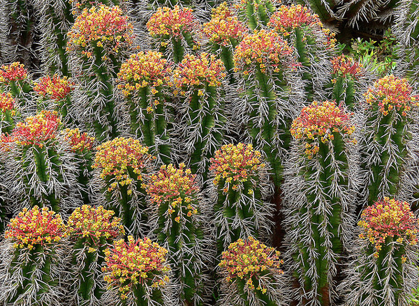   (Euphorbia horrida),     