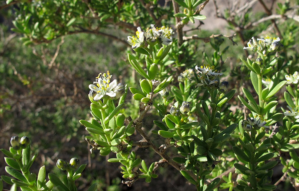   (Nitraria billardierei),    