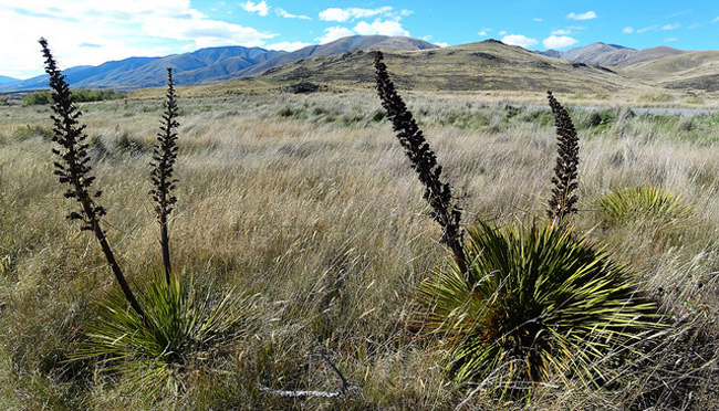   (Aciphylla aurea),      