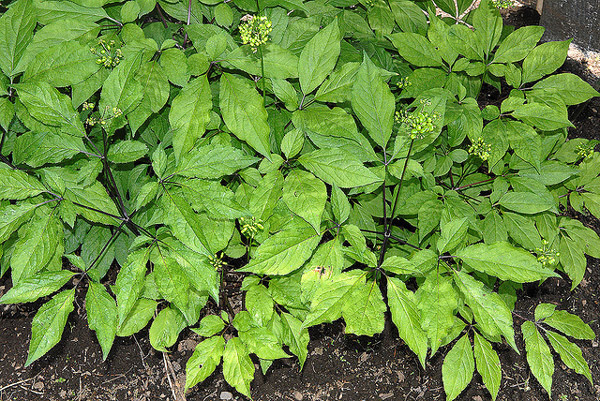   (Panax ginseng),     