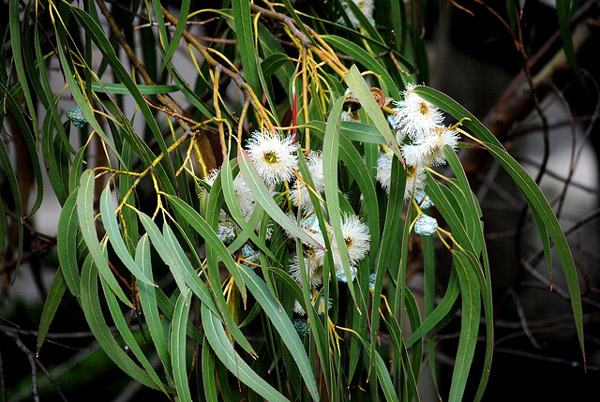 Голубой эвкалипт (Eucalyptus globulus), фото растения деревья фотография картинка