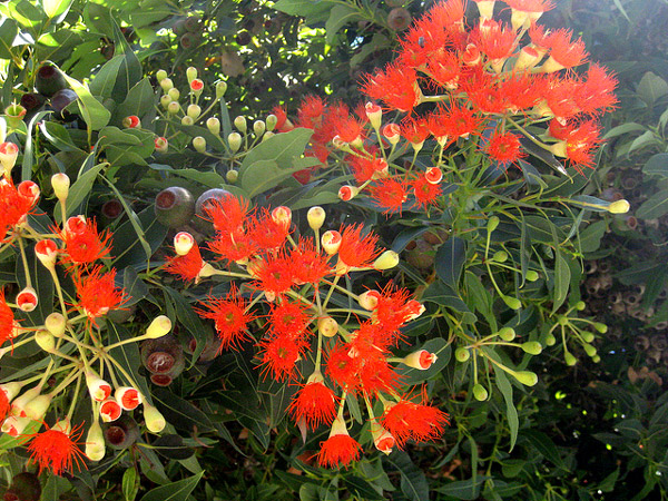   (Eucalyptus calophylla),     