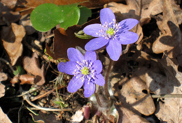   (Hepatica nobilis),     