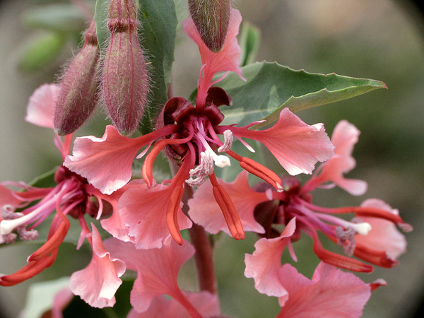   (Clarkia unguiculata),     