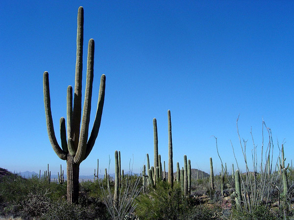   (Cereus giganteus),     