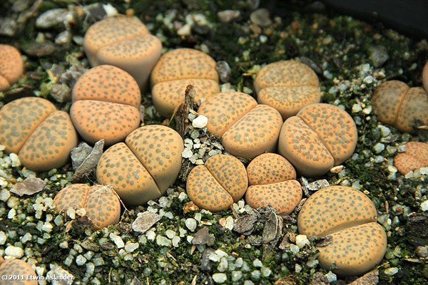   (Lithops fulviceps),     