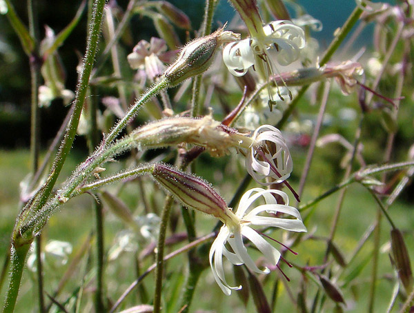 C  (Silene nutans),     