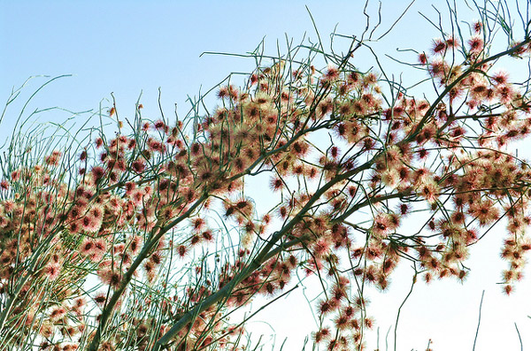   (Calligonum comosum),     