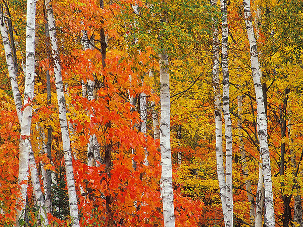   (Betula papyrifera),     