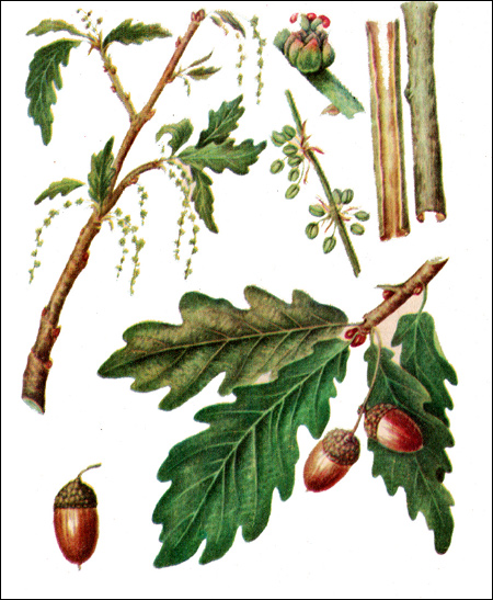   (Quercus robus)