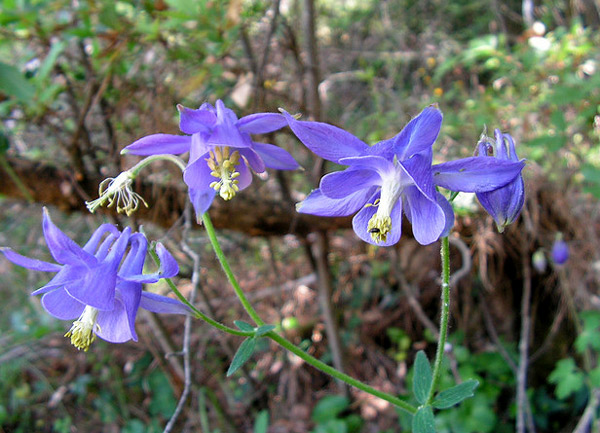  ,   (Aquilegia vulgaris),     