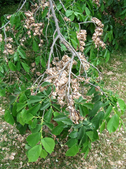   (Ulmus glabra),     