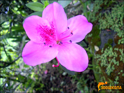   (Rhododendron sichotense),      