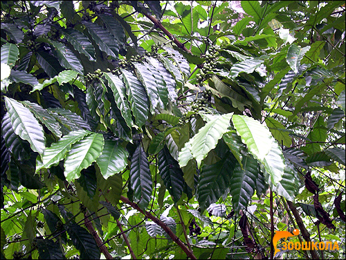    (Coffea arabica),     