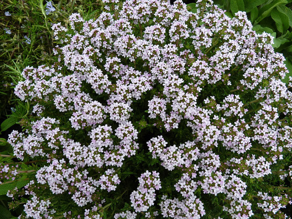   (Thymus vulgaris),     