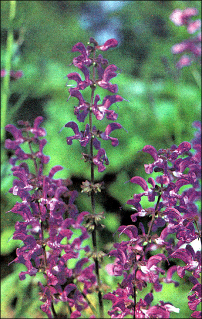  (Salvia),     