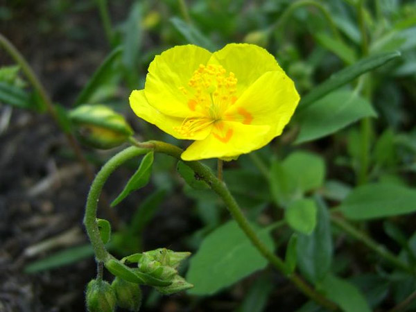   (Helianthemum arcticum),    