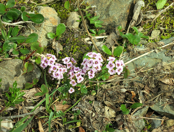   (Cardamine purpurea),      