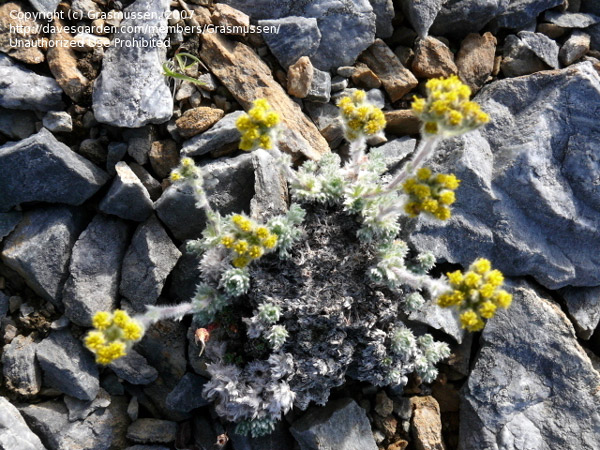   (Artemisia senjavinensis),    