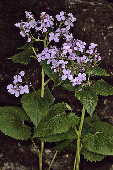   (Lunaria rediviva),    