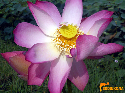   (Nelumbo nucifera),    