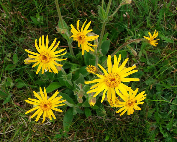   (Arnica montana),     