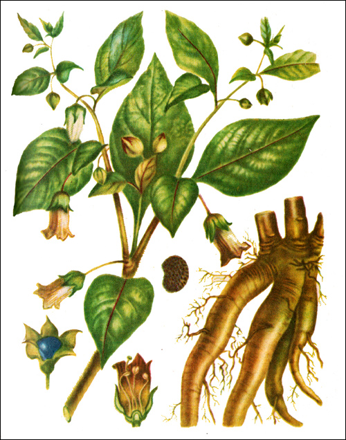  ,  (Atropa belladonna)     