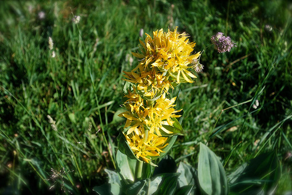   (Gentiana lutea),      