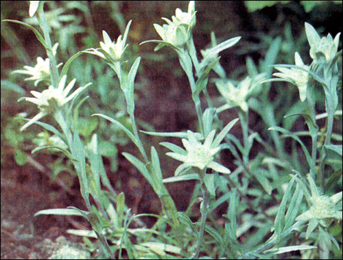   (Leontopodium alpinum),     