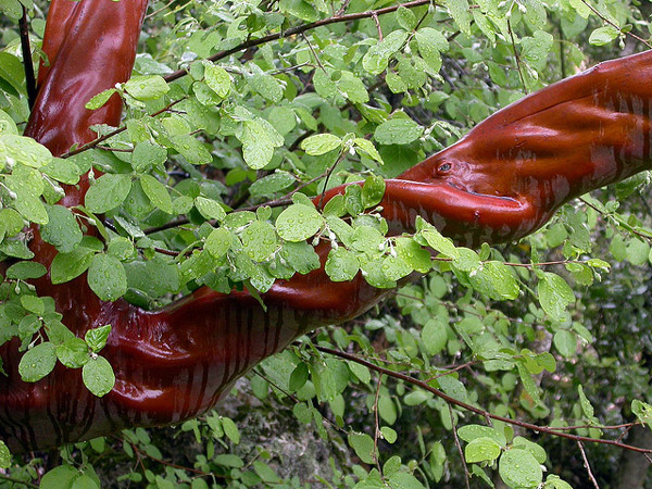   (Arbutus andrachne),    