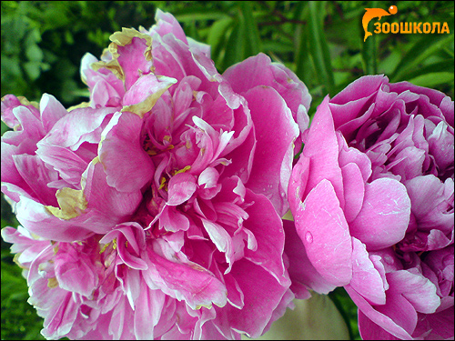   (Paeonia),     